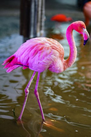 Foto de Flamingo en el zoológico, flamenco colorido y de belleza - Imagen libre de derechos