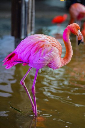 Foto de Flamingo en el zoológico, flamenco colorido y de belleza - Imagen libre de derechos