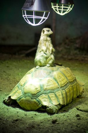 Foto de Mercader en el zoológico, vida animal - Imagen libre de derechos