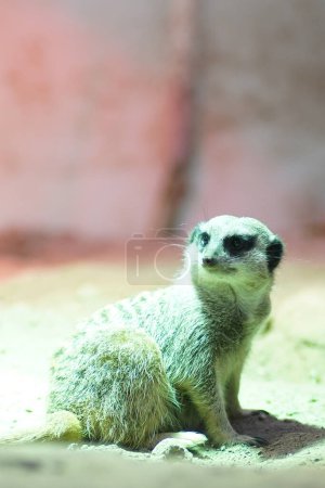Foto de Mercader en el zoológico, vida animal - Imagen libre de derechos