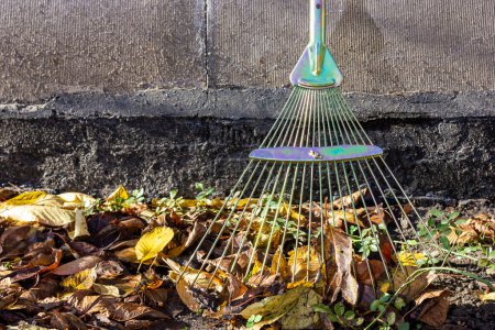 Leaf rakes. Cleaning up fallen leaves. Autumn work in the backyard. High quality photo