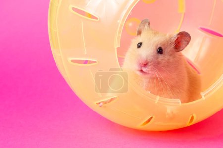 The look of a curious hamster. Hamster ball. High quality photo