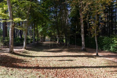 Foto de Camino con sol y sombras de árboles con tierra y hojas en otoño. La Granja de San Ildefonso - Imagen libre de derechos