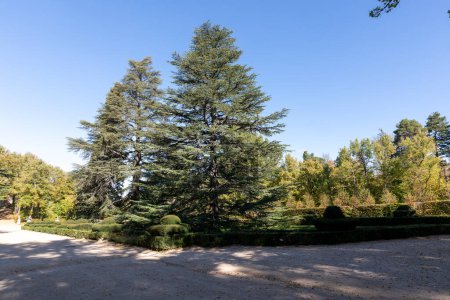 Foto de Encrucijada con dos grandes pinos en el centro de la foto en los jardines de La Granja de San Ildefonso - Imagen libre de derechos