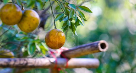 Foto de Fruta de naranja orgánica natural en el árbol en la granja - Imagen libre de derechos