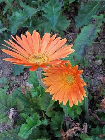 Téléchargez les photos : Blooming Gerbera daisy orange color (African daisy, barberton daisy,Transvaal daisy). - en image libre de droit