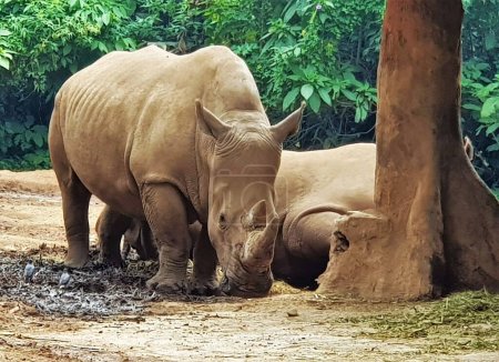 Photo for The Sumatran rhinoceros (Dicerorhinus sumatrensis, Sumatran rhino, hairy rhinoceros, Asian two-horned rhinoceros). - Royalty Free Image