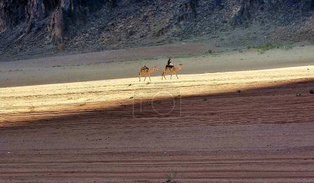 Foto de A stunning view of sun rising and camel riders on desert of Wadi Rum (Valley of the Moon). Jordan. - Imagen libre de derechos