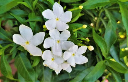 Blooming beauty of pure white jasmine flowers (Jasminum Grandiflorum).