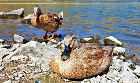 Ein Paar weibliche und männliche Mottled Ducks (Anas fulvigula)),