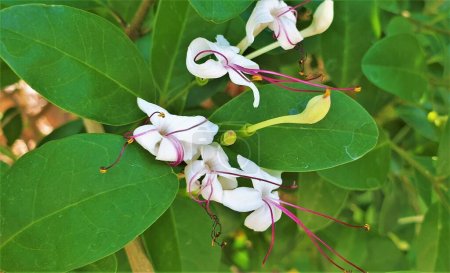 Photo for Clerodendrum inerme (Volkameria inermis, the glory bower flower, Wild Jasmine). - Royalty Free Image