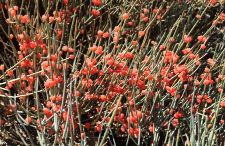 Photo for Ephedra pachyclada (Ephedra intermedia, Zhong Ma Huang-Chinese common name). - Royalty Free Image