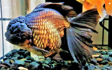 Photo for Goldfish breed Oranda (prominent bubble-like "hood" on the head). - Royalty Free Image
