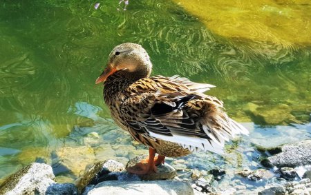 Téléchargez les photos : A beautiful Mottled Duck (Anas fulvigula) sunbathing over the lake, Khorfakkan. - en image libre de droit