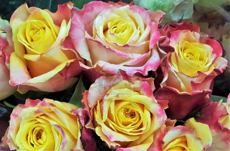 Ramo de rosas híbridas tricolor de té (rosa hybrida).