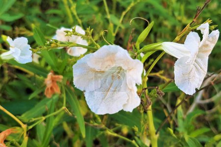 Téléchargez les photos : Gros plan de la floraison Ruellia simplex crème (pétunia sauvage mexicain). - en image libre de droit