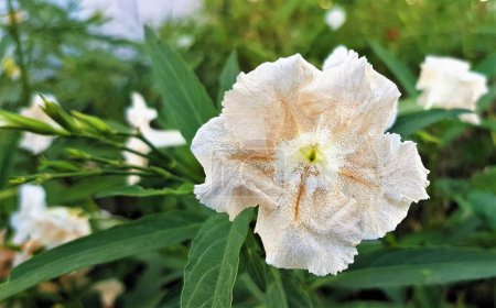 Téléchargez les photos : Gros plan sur la floraison Ruellia simplex crème (pétunia sauvage mexicain), flore à Dubaï. - en image libre de droit