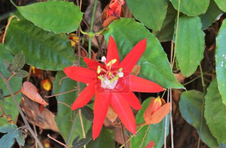 Photo for Blooming beauty of Passiflora coccinea ( scarlet passion flower, red passion flower), flora of Indonesia. - Royalty Free Image
