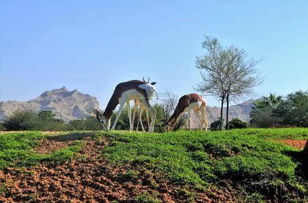 Téléchargez les photos : Une paire de gazelles Dorcas pâturent (Gazella dorcas, Ariel gazelle), Émirats arabes unis. - en image libre de droit