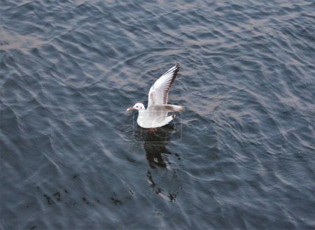 Photo for A seagul (Gull, seabird, Lari) enjoying warm water at blue hour. - Royalty Free Image