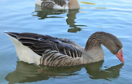 Photo for Toulouse goose (Oie de Toulouse sans bavette) swimming on lake. - Royalty Free Image