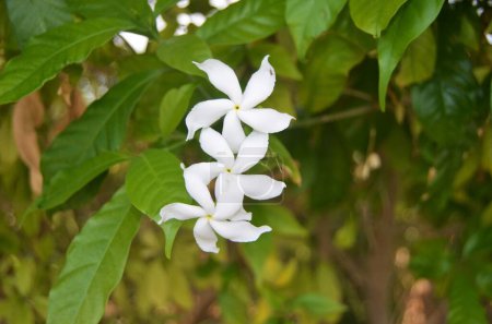 Photo for Tabernaemontana divaricata (pinwheel flower, crape jasmine). - Royalty Free Image