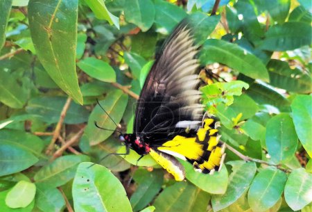 Photo for Troides Helena (The Common Birdwing  butterfly, papilio family). - Royalty Free Image