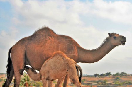 Photo for The dromedary calf suckling milk (Camelus dromedarius, Arabian camel). - Royalty Free Image