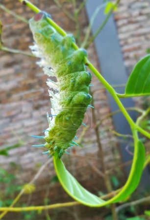 Foto de Close up of a green imperial moth caterpillar munching the leaf (Eacles imperialis). - Imagen libre de derechos