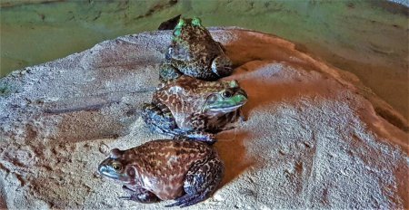 Téléchargez les photos : The American bullfrog (Lithobates catesbeianus, Amphibian-bullfrog). - en image libre de droit