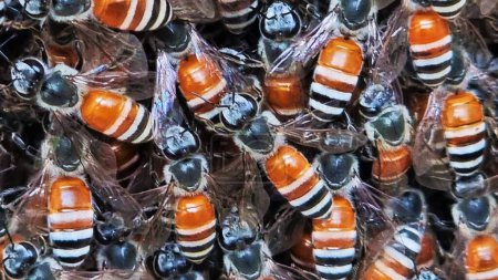 Téléchargez les photos : Les abeilles domestiques naines (abeilles domestiques naines rouges, Apis florea) occupées dans les activités de leur colonie. - en image libre de droit