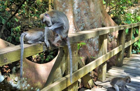 Téléchargez les photos : A quirky funny scene, Monkey family's busy searching over lice on the bridge, Monkey Forest, Bali. - en image libre de droit