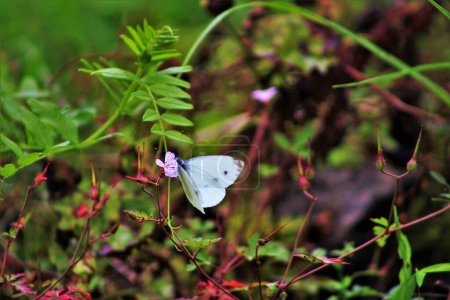 Photo for A Southern small white butterfly (Pieris mannii), suckling nectar of flower Geranium robertianum, Turkiye. - Royalty Free Image