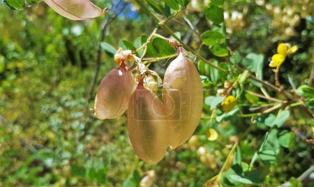 Foto de Primer plano de Colutea arborescens vainas translúcidas en la planta (vejiga-senna, familia de las leguminosas). - Imagen libre de derechos