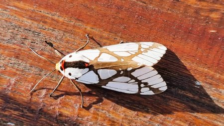 Photo for Close up of Areas galactina (moth of Batik pattern alike, the superfamily Noctuoidea, macromoth groups), Sundaland. - Royalty Free Image