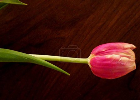 Nahaufnahme von zweifarbigen Tulpenblüten (Tulipa)).