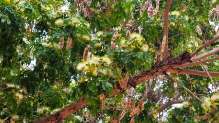 Primer plano de la floración Albizia lebbeck (Siris, nogal de las Indias Orientales, raintree Broome, lebbek tree, frywood, árbol de lengua de mujer).