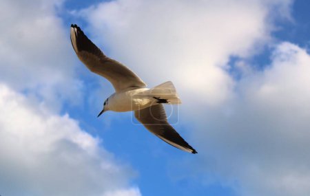 A flying seagull under blue sky (Gull, seabird, Lari).