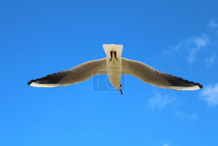 A flying seagull under blue sky (Gull, seabird, Lari).