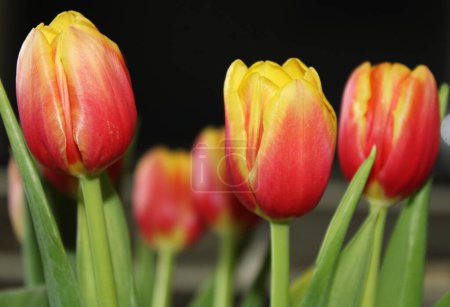 Close-up of bicolor tulip flowers (Tulipa).