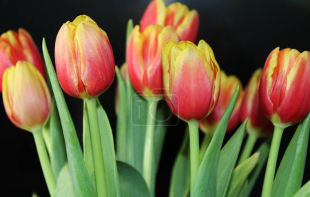 Nahaufnahme von zweifarbigen Tulpenblüten (Tulipa)).