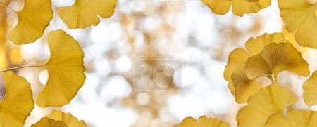 Téléchargez les photos : Fond d'automne avec des feuilles de ginkgo biloba jaune, communément appelé ginkgo ou gingko, également connu sous le nom d'arbre maidenhair. Blury texture bokeh. - en image libre de droit