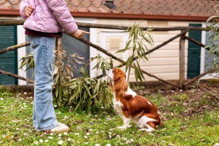 Photo for Girl teaches a dog The Sit Command in the garden. The young Cavalier King Charles Spaniel. - Royalty Free Image