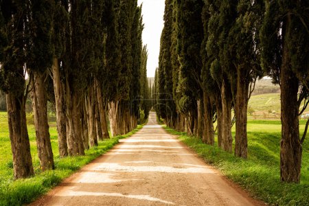 Foto de Árboles de ciprés toscanos perennes a lo largo de la carretera rural: en Toscana, Italia. - Imagen libre de derechos