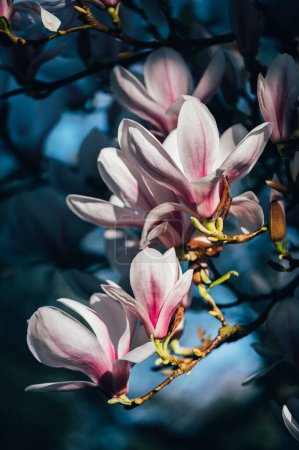 Foto de Hermoso árbol de magnolia rosa claro con flores en flor durante la primavera en English Garden, Reino Unido. Fondo floral de primavera - Imagen libre de derechos