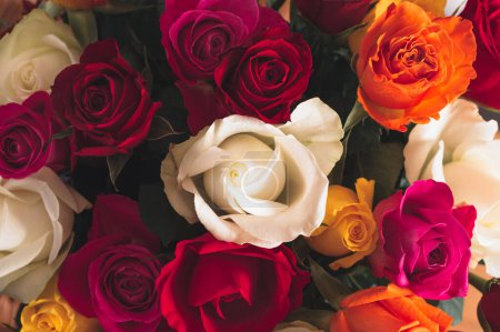 Foto de Primer plano del ramo de rosas de colores. Hermoso ramo de rosas en variedad de colores sobre fondo rosa polvoriento. - Imagen libre de derechos