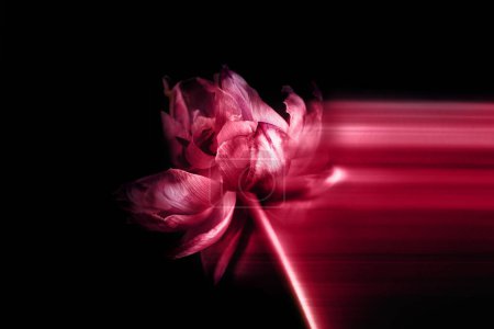 Photo for Dried parrot style tulip with long exposure tail. Toned on viva magenta, color of the year 2023. Concept of sadness, lost, ended love, dark moody macro shot - Royalty Free Image