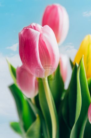 Photo for Beautiful bunch of different colors tulips on blue sky background, spring holiday concept, copy space - Royalty Free Image