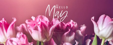 Hallo Mai Text. Schöne Bündel von rosa Papageien Stil Tulpen in der Vase auf rosa Hintergrund, Frühling Urlaub Konzept, Kunst Hintergrund, Bannergröße
