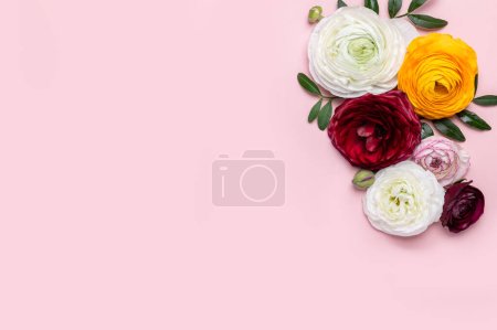 Téléchargez les photos : Tendre ranunculus fleurs comme flatlay sur fond rose avec espace de copie. Bouton d'or persan dans les arrangements floraux, vue de dessus - en image libre de droit